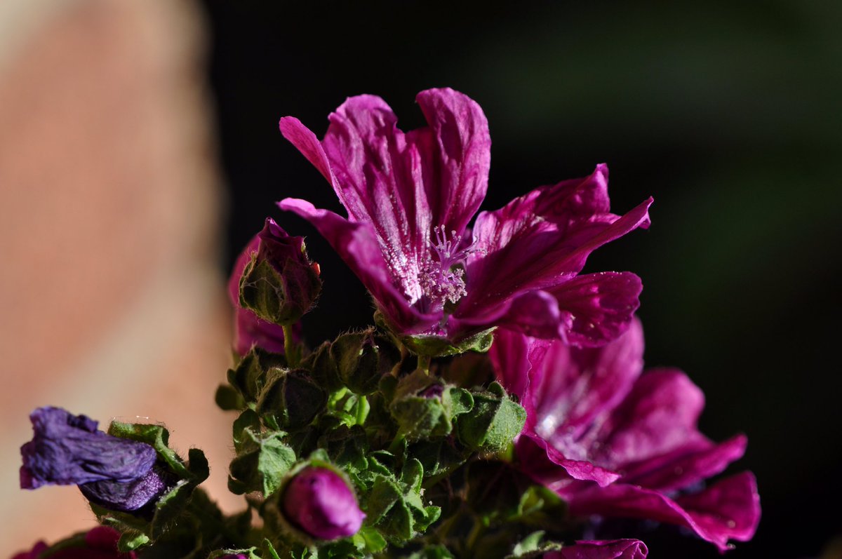 richardlittleda's tweet photo. Love the look of this beautiful mallow in #projectgarden https://t.co/4BioRzWW7c