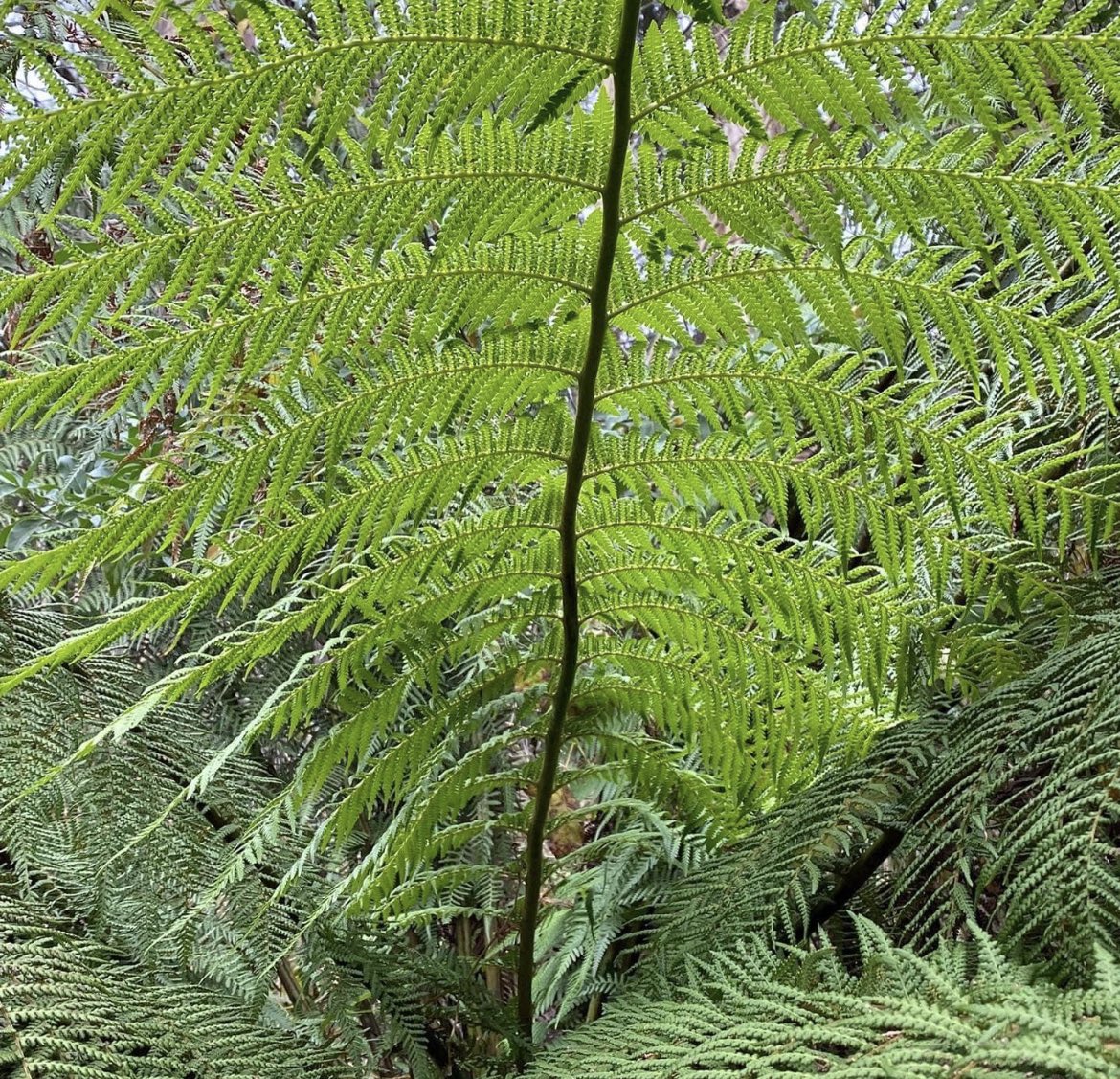 phitchener9's tweet photo. Changing seasons in the Dandenongs. When did you last visit the area? What was the most memorable moment? #sassafras #fernycreek #olinda #monbulk #belgrave #upwey #tecoma #belgraveheights #dandenongranges #mountains #mtdandenong #thousandsteps #trees https://t.co/EBwVI3Xn9s