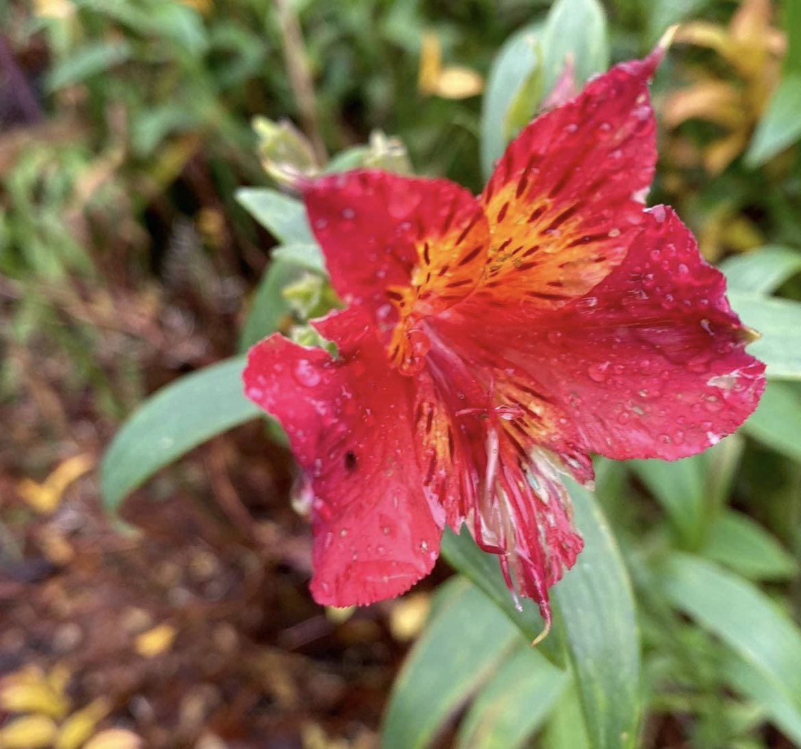 phitchener9's tweet photo. Changing seasons in the Dandenongs. When did you last visit the area? What was the most memorable moment? #sassafras #fernycreek #olinda #monbulk #belgrave #upwey #tecoma #belgraveheights #dandenongranges #mountains #mtdandenong #thousandsteps #trees https://t.co/EBwVI3Xn9s