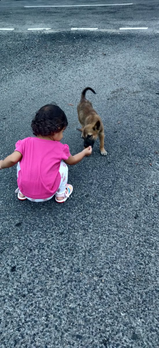 dudi_deepika's tweet photo. Animals are a gift from above for they truly define the words unconditional love. https://t.co/PB74sLDkiA