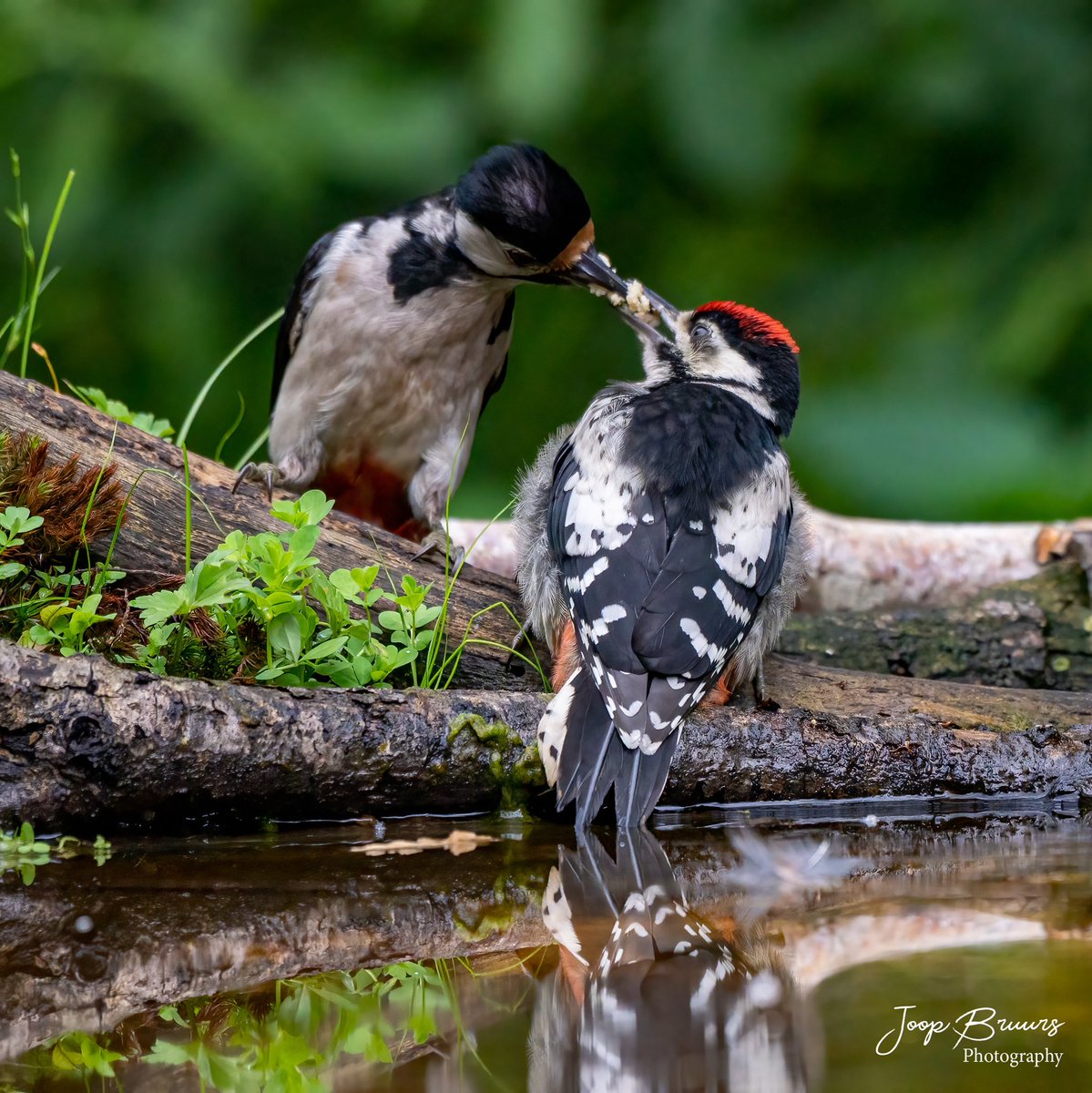 Jonge (juveniele) specht krijgt eten.
vogelhutwettensbroek.nl