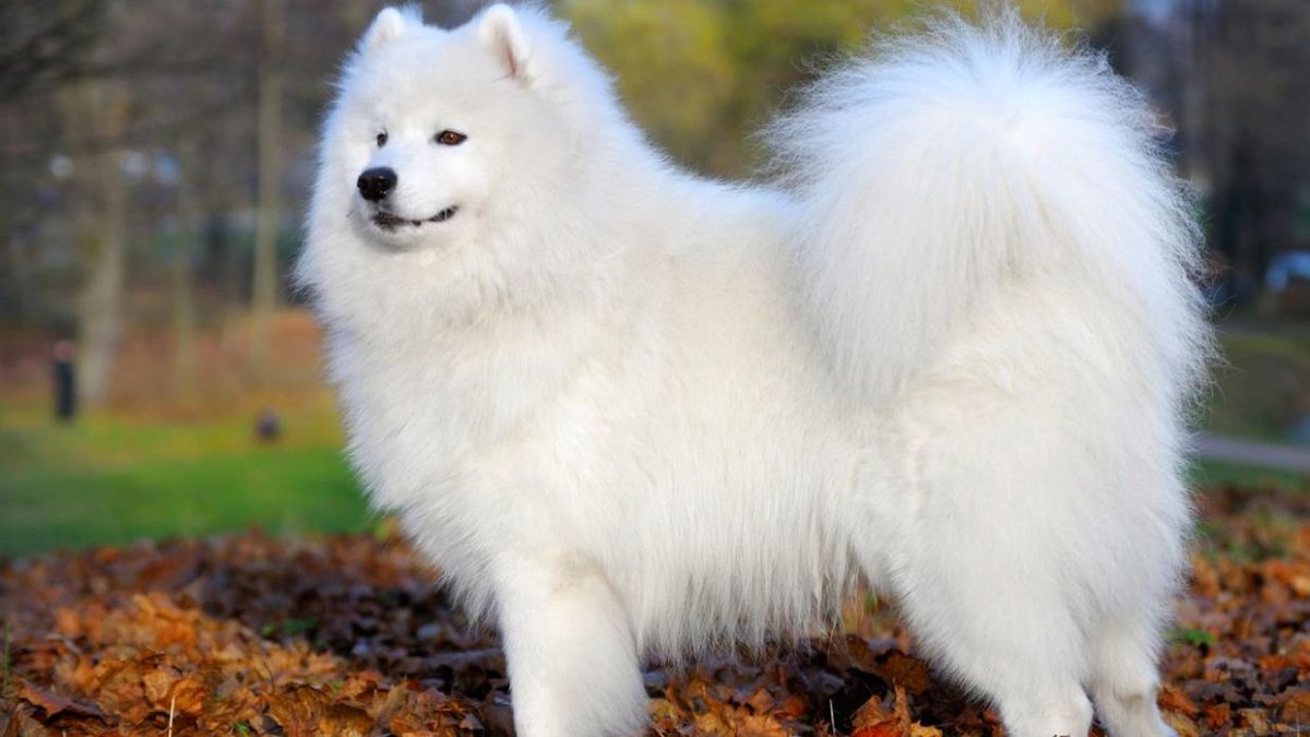 Soy Un Perro tweet media