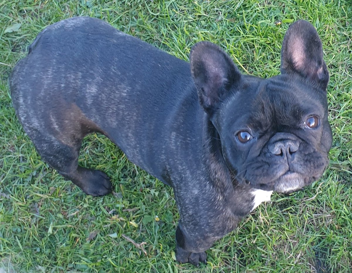 LauraKay82's tweet photo. #askgraemeontour #lowry 1st time dog mum here, how do I know if my very reactive 16 mth old Frenchie, Sky, is really being aggressive or if she just wants to play? She pulls and jumps at every dog. Most people keep their dogs away from her because of how she reacts (that noise!) https://t.co/gsMwxwVllV