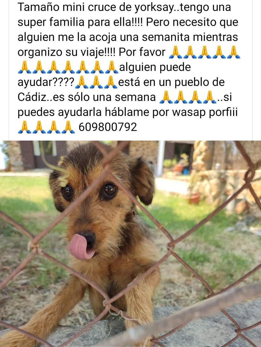 YolandaC4's tweet photo. Me #acoges? Una semana sólo #Cadiz https://t.co/oaZBqqMXjt