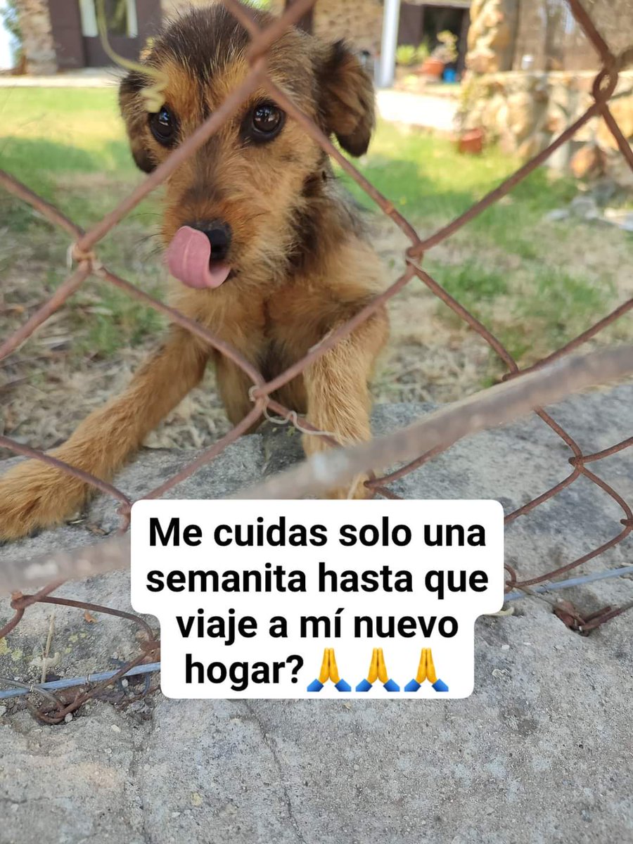 YolandaC4's tweet photo. Me #acoges? Una semana sólo #Cadiz https://t.co/oaZBqqMXjt
