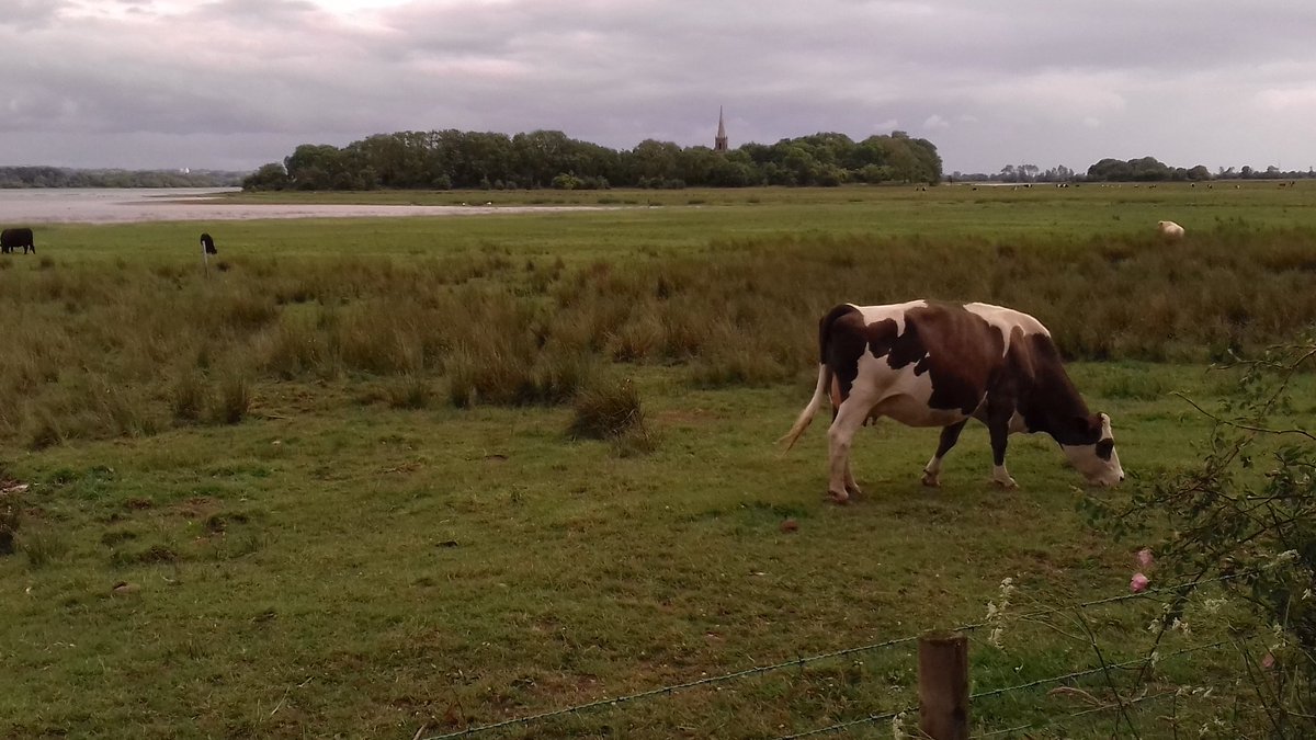 eastofelveden's tweet photo. 'Across that strand of yours the cattle graze'. A visit to Lough Beg near Bellaghy yesterday #SeamusHeaney #Bellaghy #NorthernIreland #LoughBeg #poetry https://t.co/ghVPxc02vH