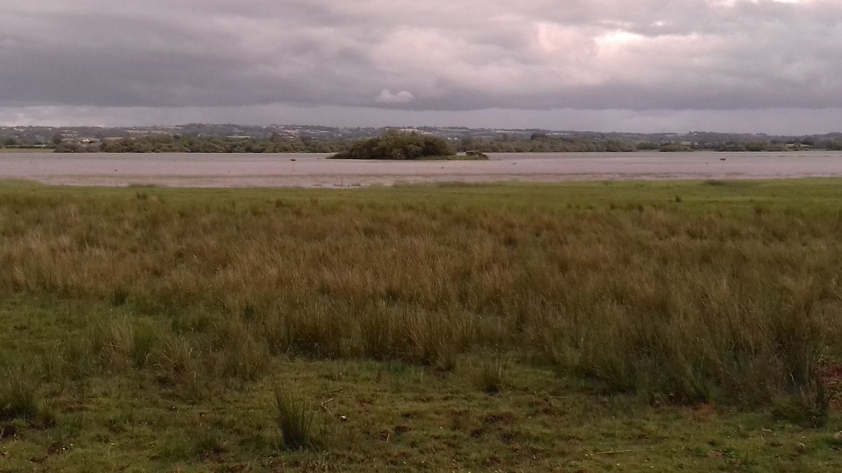 eastofelveden's tweet photo. 'Across that strand of yours the cattle graze'. A visit to Lough Beg near Bellaghy yesterday #SeamusHeaney #Bellaghy #NorthernIreland #LoughBeg #poetry https://t.co/ghVPxc02vH