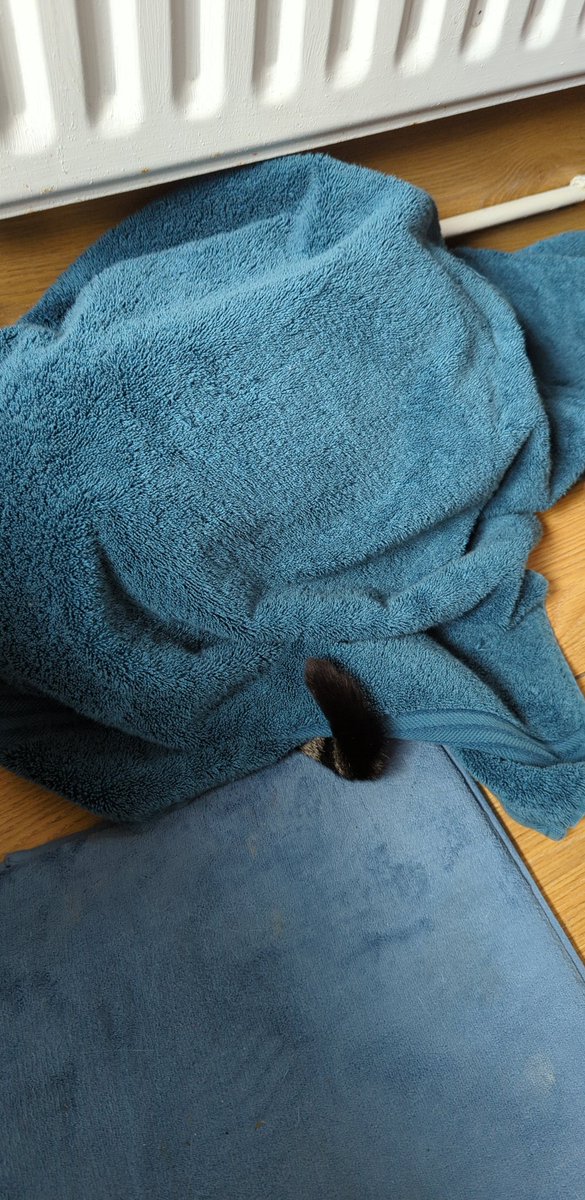 onlyhazel's tweet photo. When he thinks he's hiding 😹 but the tail gives him away every time lol 😹🐾 #CatsOfTwitter #catplay #CatsOnTwitter #cats #Cat #hideandseek https://t.co/xScOTtN1j1