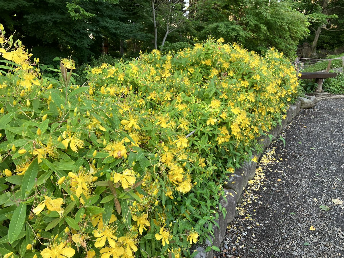 グリーンアップセンター ふれあいの森 Greenupcenter Twitter グリーンアップセンター ふれあいの森 Greenupcenter Twitter