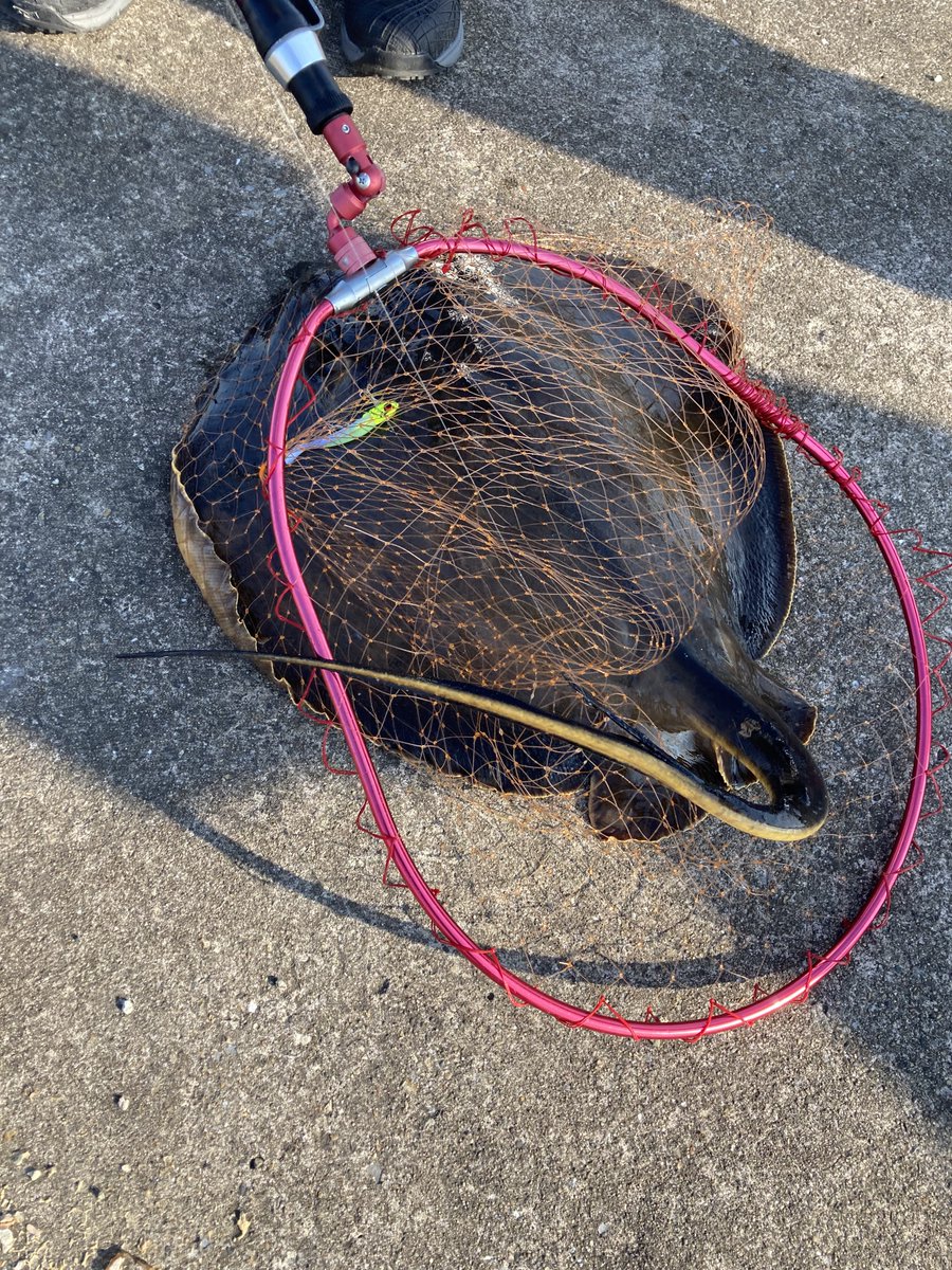 エイ釣れた いらねええええええ 