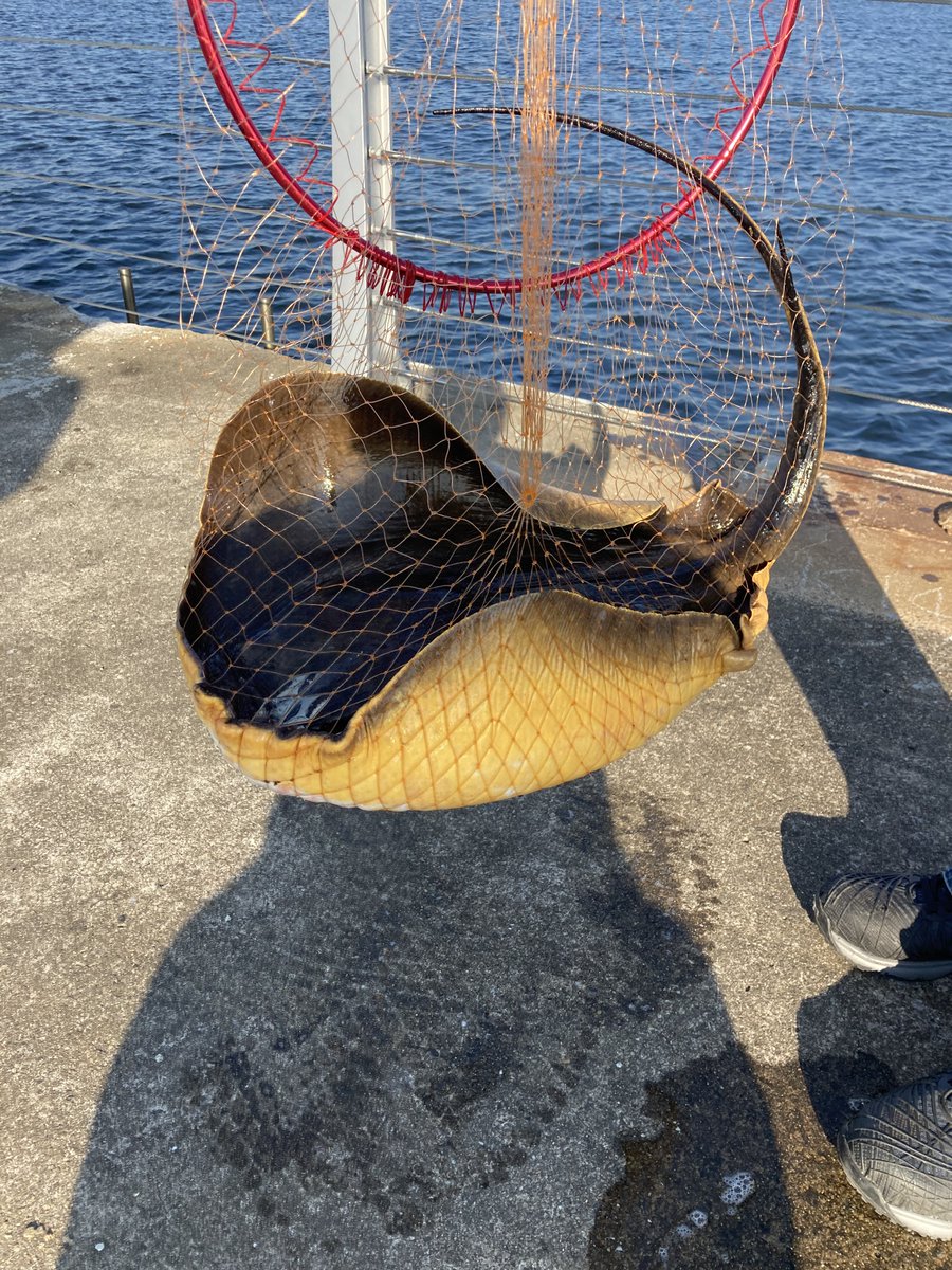 エイ釣れた いらねええええええ 