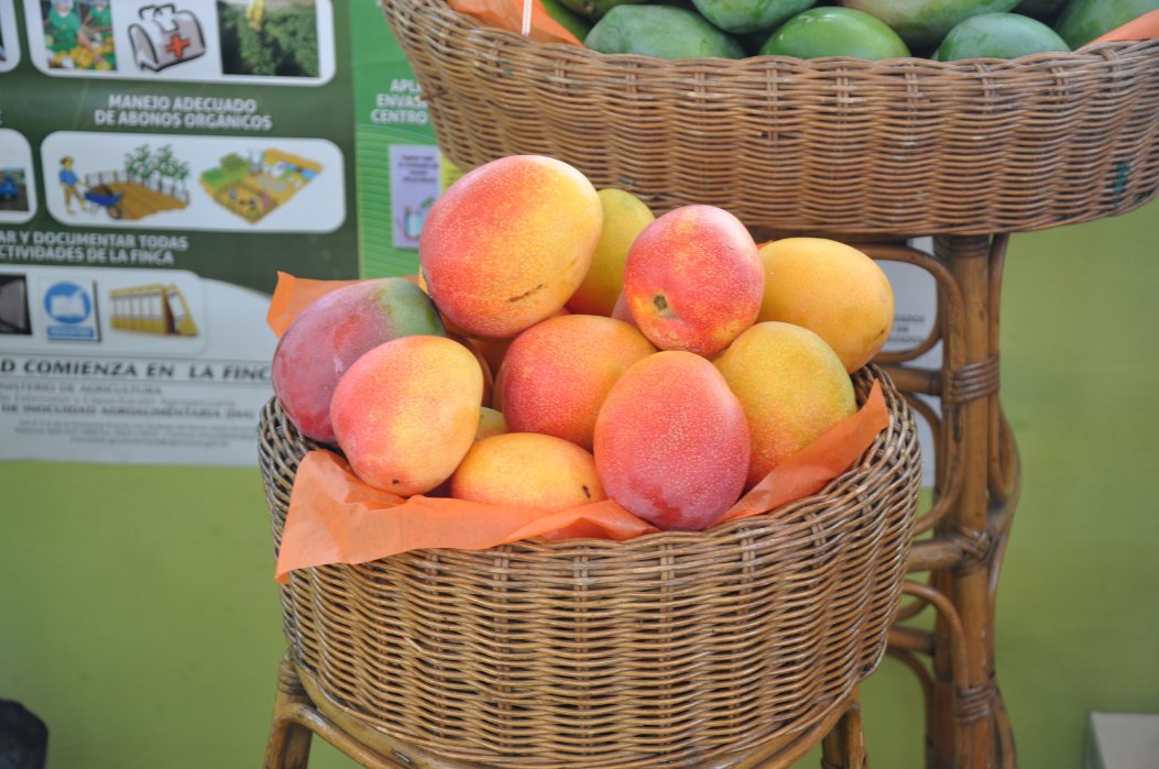 expomango's tweet photo. REGRESA EXPOMANGO 2022!!!
Todos a disfrutar del festival de la cosecha del mango Dominicano, Expomango 2022, en la Plazoleta del Ayuntamiento de Baní, provincia Peravia, del 15 al 19 de junio del 2022.
Para info:
Clúster del Mango Dominicano - PROMANGO
Tel: 809-508-0851 https://t.co/twSNGOf8mM