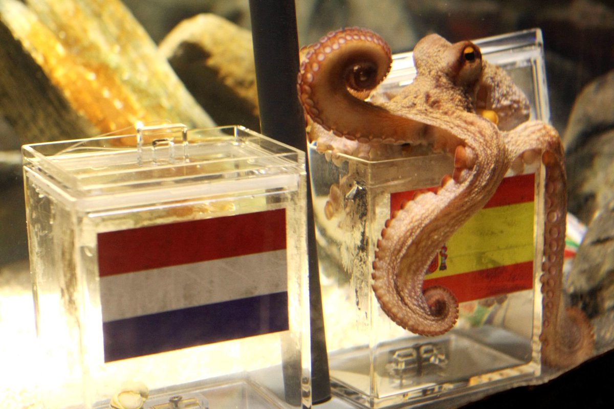 ActuFoot_'s tweet photo. La Coupe du monde 2010, c’était quelque chose aussi.

▪️ le mythique Jabulani
▪️ les Vuvuzela
▪️ Waka Waka de Shakira 🎵
▪️ Wavin' Flag 🎵
▪️ Paul le Poulpe 🐙
▪️ Diego Forlan 🇺🇾🥵
▪️ Suarez qui met la main ✋
▪️ Le parcours des Pays-Bas 🇳🇱
▪️ Le premier sacre de l’Espagne 🇪🇸 https://t.co/3X5QH0fPiM