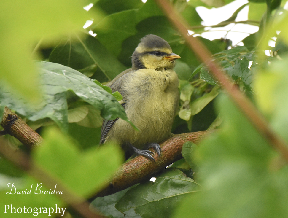 DBraidenPhoto's tweet photo. @BBCSpringwatch I've call this one Chris .....
@ChrisGPackham https://t.co/phOhWDrrMV