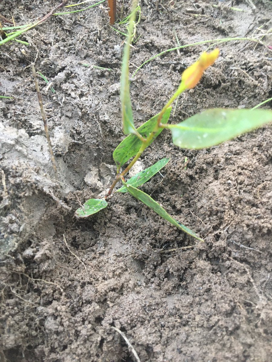 Lakebankcountry's tweet photo. #treeplant2021 complete!
Full credit to those who cleared this country because they did a particularly through job. 100 years later I’m trying my best to leave this land better than I found it 🌲 #lincar #pingrup #wetasashag #saltlake @landcarekat https://t.co/eC6NXTvvCf