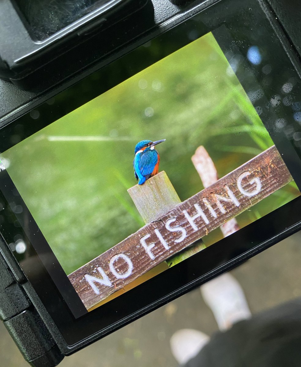 Well my morning has been officially made!!!!!! 😍😍😍

#greatmorning #birdwatching #birdspotting #dreamshot #TwitterNatureCommunity #photography