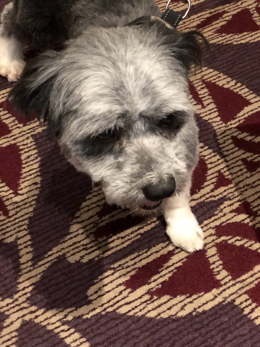 hospitalcharity's tweet photo. Roll up roll up! Come on over to Mickleover Court Hotel for the Junior Doctors Wellness Conference. Free goodie bags, cookies and hugs from Oscar the dog @drsammills @UHDBTrust https://t.co/OFkmaohGjg