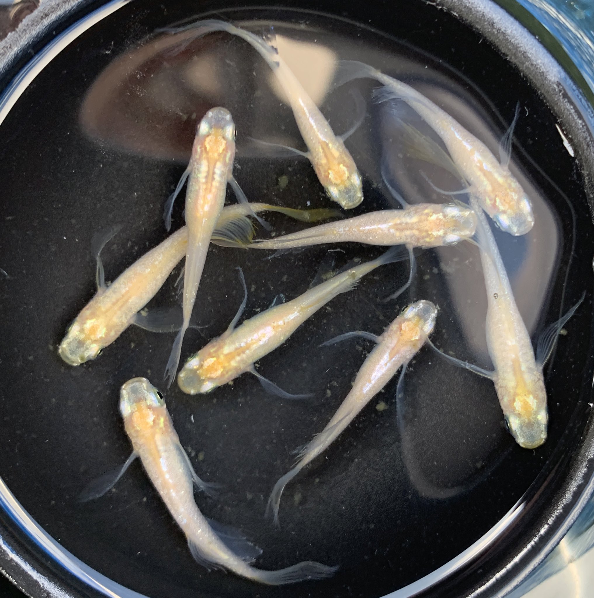 福々めだか 明星ヒレ長イエローtype 黄金ヒカリ鰭長イエロー 天女と呼ばれるメダカと作出方法が違うので似ていますが 名前はこうしています なんですが 需要ありますか このままイエロータイプを累代するかどうか迷っています ˊᵕˋ 購入して