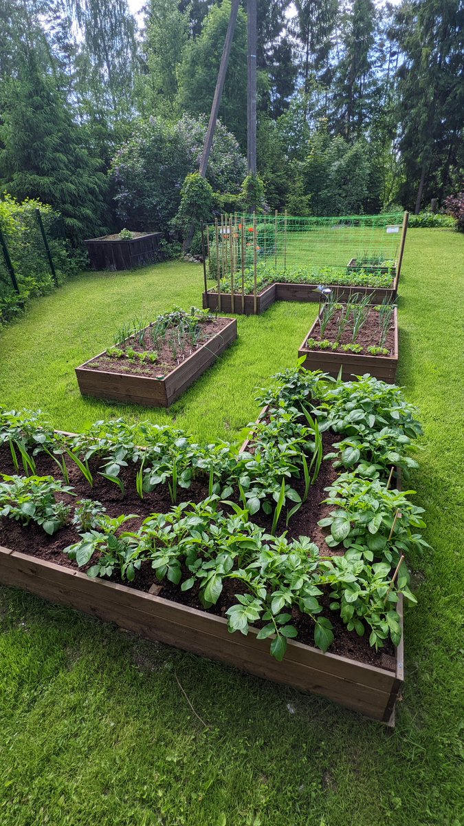 Teezkut's tweet photo. Yes, my veggie garden is based on @RuneScape farming patches... 🤣❤️ Why you ask? #runescape #farmer #farming99 #skillsforlife #runescapeinspired https://t.co/o9OI5HegJu