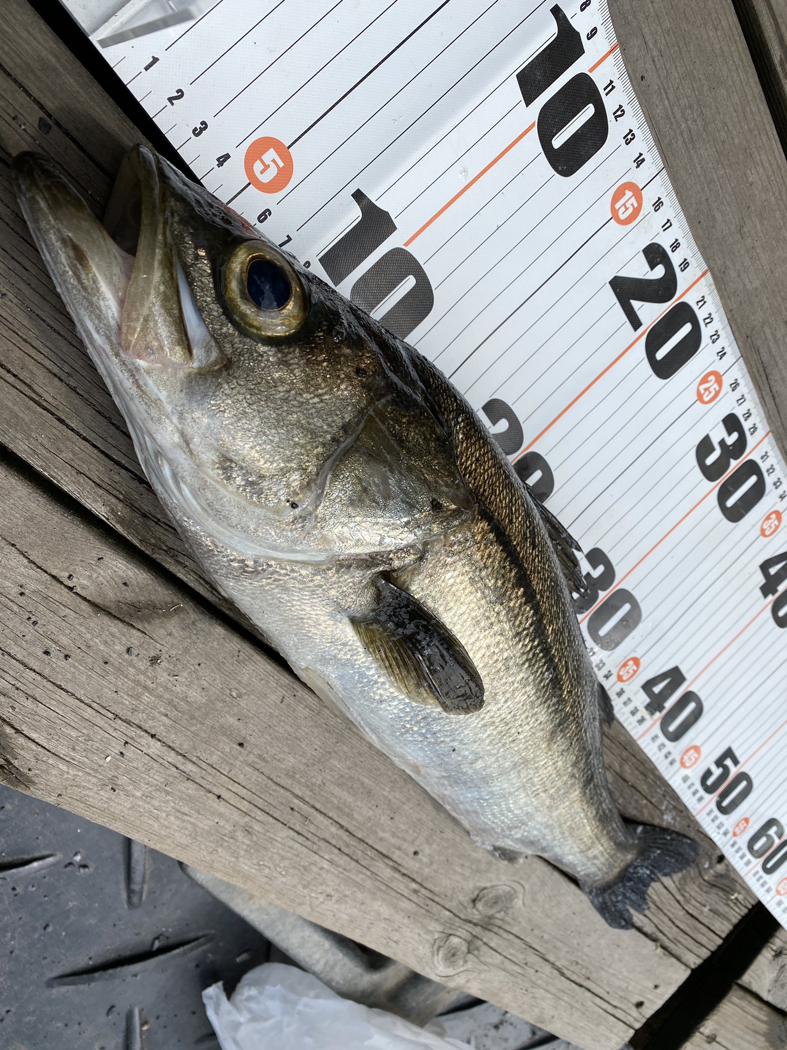 若洲fs 若洲のレンタル釣具店 公式 本日のご利用 誠にありがとうございました 潮の色もだいぶ良くなり サビキ釣りが好調 ぶっ込みやちょい投げでイシモチやシーバスの姿も多く見られます 梅雨時で天気が微妙の日もありますが この時期からは初夏