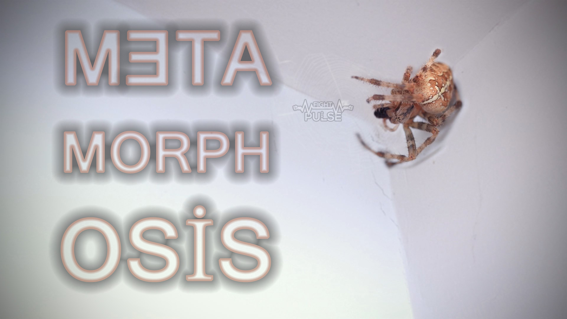 Fight Pulse on Twitter: 