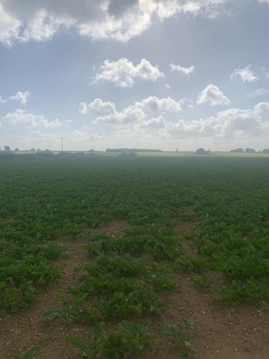 Wk12 We had some rain!!!! Beet meeting across the rows which is 3 or so weeks ahead of the usual yardstick. Debating starting a fungicide programme with a sulphur base.