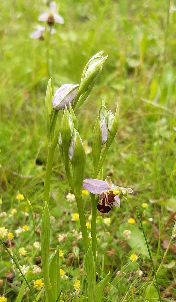 Rare #beeorchid 's making themselves at home after #nomowmay ❤ Heard so much about them from the team so amazing to finally see them! <a href="/StJohnsSurrey/">St John's School, Leatherhead</a>