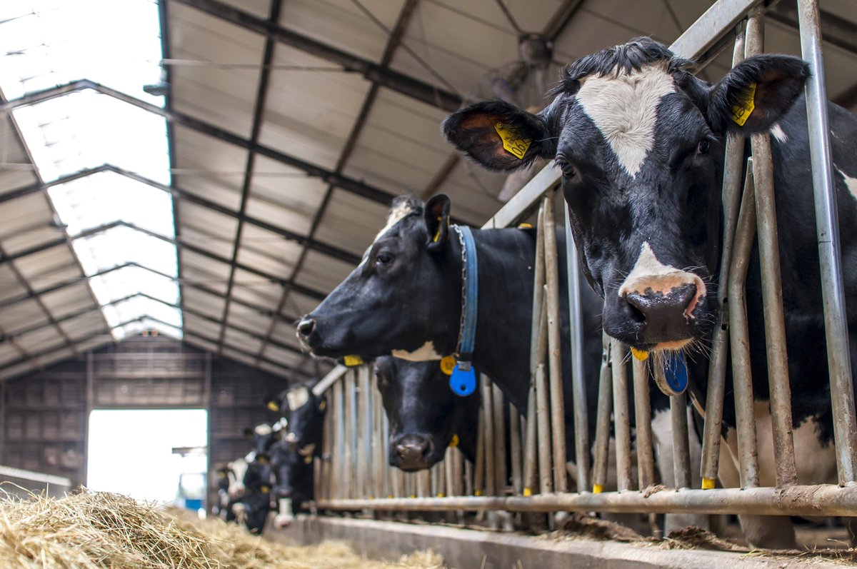 CDA - Overijssel / Nieuws / CDA Overijssel tegen stikstofplan: ‘Ontwrichting van platteland dreigt’ cda.nl/overijssel/act… #stikstof #platteland <a href="/CDAOverijssel/">CDA Overijssel</a> <a href="/ProvOverijssel/">Provincie Overijssel</a>