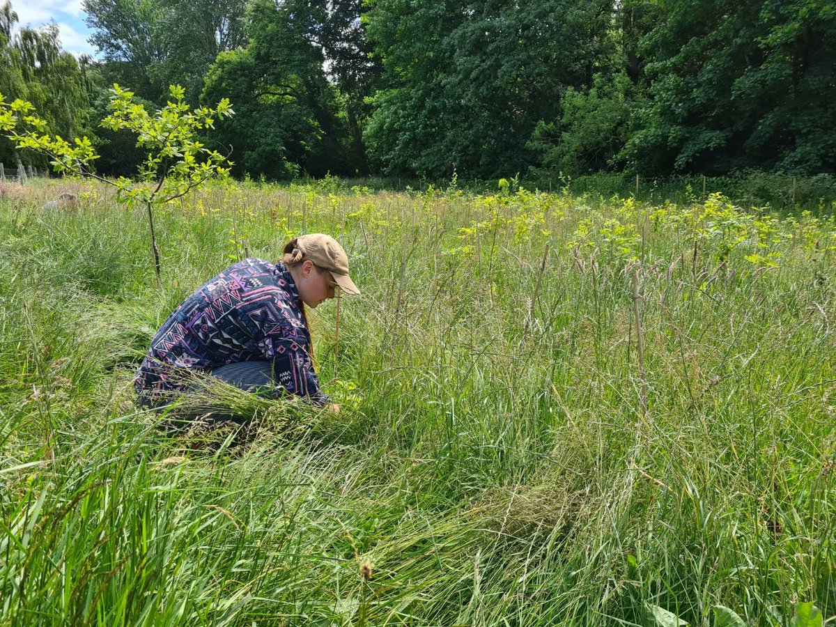 Greenhustlefest's tweet photo. Another enormously enriching Hustle Holt volunteer session. 

A huge thank you to our generous volunteers, many of whom tried their hands at traditional scythe mowing.

These days have a mycorrhizal feeling about them. We're all trees in search of a forest. https://t.co/Q81RUErHYW
