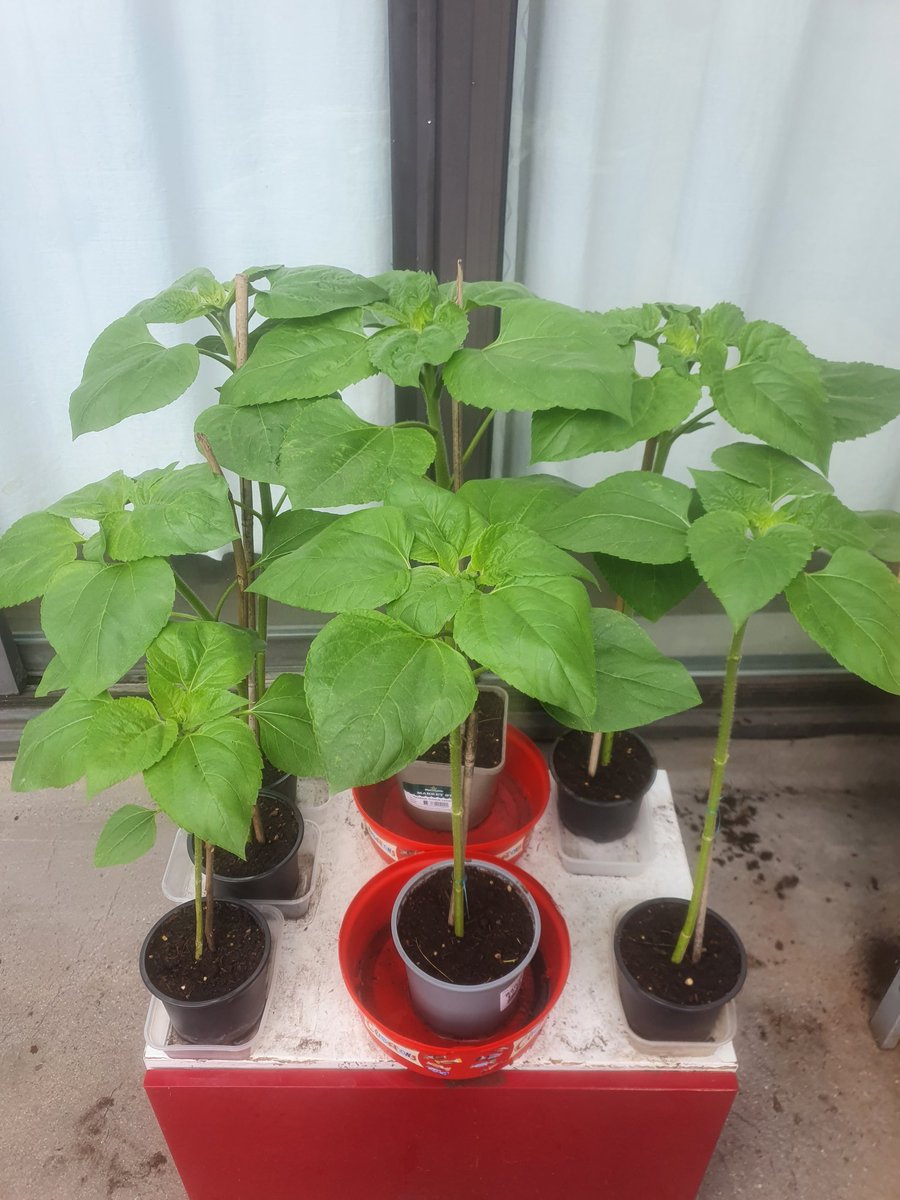 CHASEJLONDON's tweet photo. INTO WEEK 9 (FERTILISING) OF @TogetherukTV Sunflower Challenge π» PLANTS HAVE GROWN ALOT IN A FEW DAYS π VERY HAPPY π
#TogetherTV #SunflowerChallenge #sunflowers #SunflowerChallenge2022 https://t.co/xsdzGigEsn
