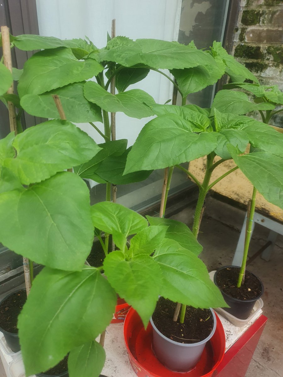 CHASEJLONDON's tweet photo. INTO WEEK 9 (FERTILISING) OF @TogetherukTV Sunflower Challenge π» PLANTS HAVE GROWN ALOT IN A FEW DAYS π VERY HAPPY π
#TogetherTV #SunflowerChallenge #sunflowers #SunflowerChallenge2022 https://t.co/xsdzGigEsn