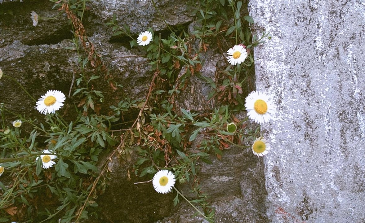 cinnamonyeyes's tweet photo. ——fogg&amp;flowers <3 🌼🎐 https://t.co/emoeKopjNA