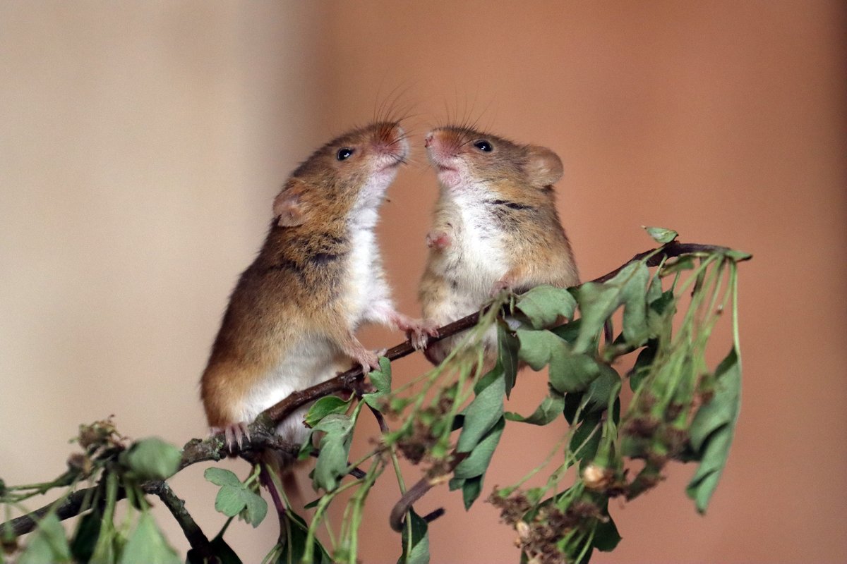 Have you seen our tiniest residents in the British Wildlife area?

Around the size of a 50p piece, Harvest Mice are the UK's smallest mammal and they have a prehensile tail which means they can use it like a 5th limb - perfect for gripping blades of grass.
