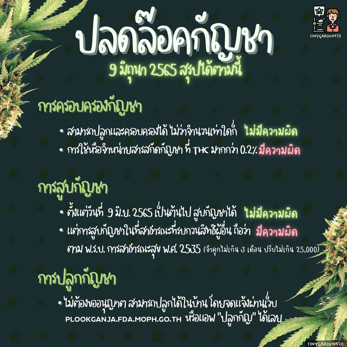 tinygarden420's tweet photo. ปลดล็อคแล้ว ปลูกได้ สูบได้ ขายก็ได้ด้วยนะ💚 https://t.co/5WGkcDcLRn