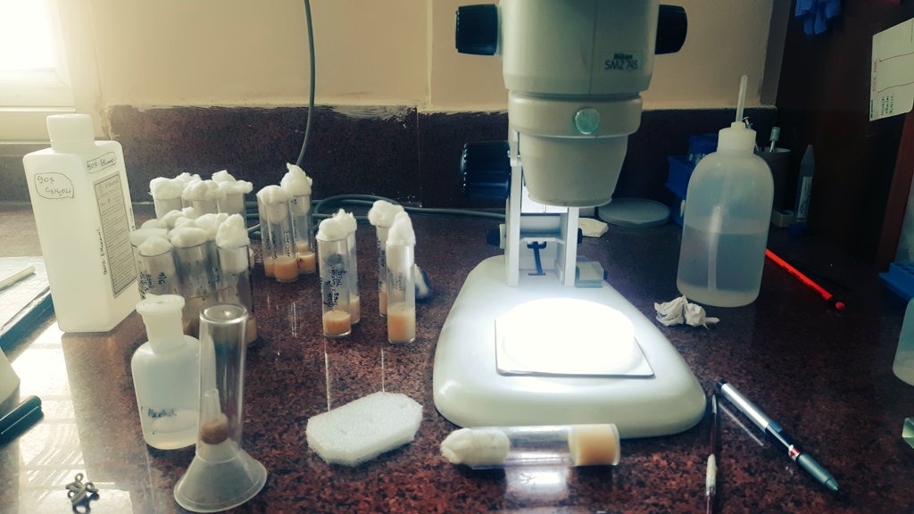 sgs_cellbiology's tweet photo. πͺ° #flypushing π¬ https://t.co/8mQnpoYOg9