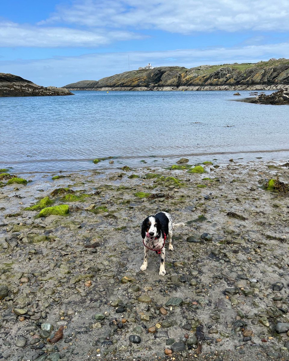 shinglyb's tweet photo. @markshaw Productive morning your having there Ser, however I see your chores and raise you some sheer natural beauty.
#Anglesey https://t.co/vGp5NE4nyK