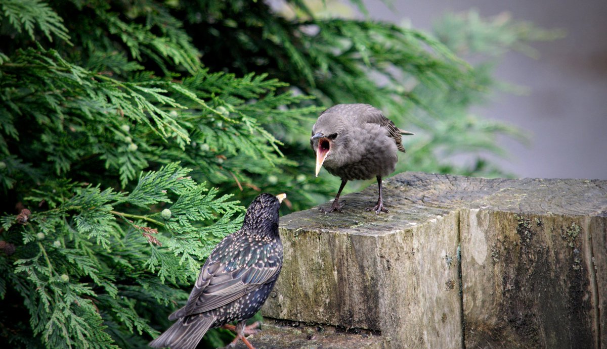 YorksLad5's tweet photo. Upto 20 Starlings regularly visiting our garden to feed their fledglings, brilliant to watch! Making light work of our seed stocks though. #BirdsSeenIn2022 #birdphotography #TwitterNatureCommunity #TwitterNaturePhotography #nature #NaturePhotography #birdwatching #wildlife https://t.co/JN6NsWvVBf