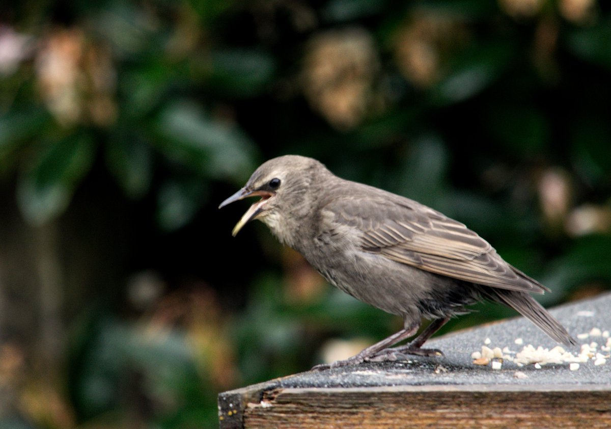 YorksLad5's tweet photo. Upto 20 Starlings regularly visiting our garden to feed their fledglings, brilliant to watch! Making light work of our seed stocks though. #BirdsSeenIn2022 #birdphotography #TwitterNatureCommunity #TwitterNaturePhotography #nature #NaturePhotography #birdwatching #wildlife https://t.co/JN6NsWvVBf