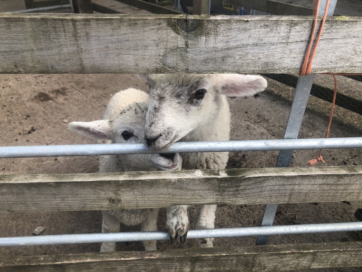 Susan's Farm tweet media