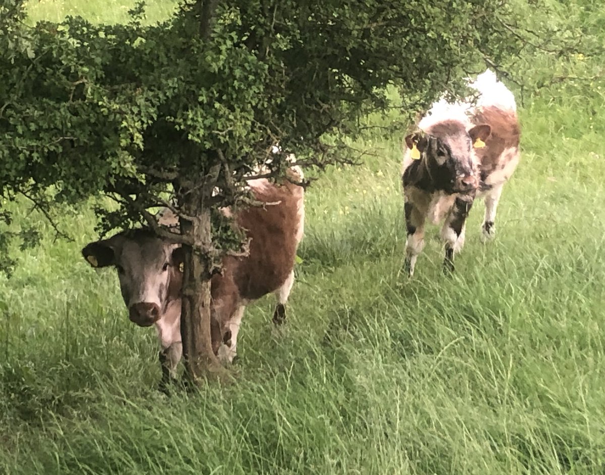 Susan's Farm tweet media