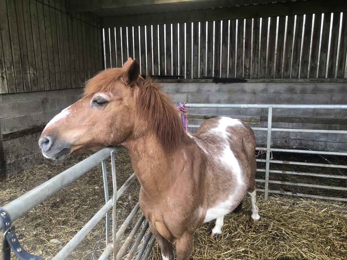 Susan's Farm tweet media