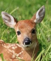 hosoi_lib's tweet photo. @pokedstudiouk A fawn that is being reversed🦌 https://t.co/D7FinwmYsN