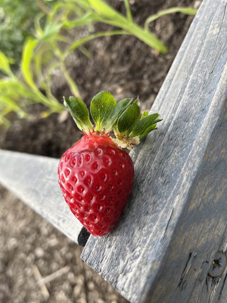 First crop of strawberries 😋