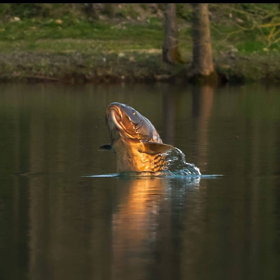 FISHINGBASSEMP's tweet photo. “I Believe I can fly 🕊️🐟🤣  • @FISHINGBASSEMP Follow us ↗️ if you're interested in fishing 🎣😍 . . . #bassfishing #fishing https://t.co/QDSj9ANQpY