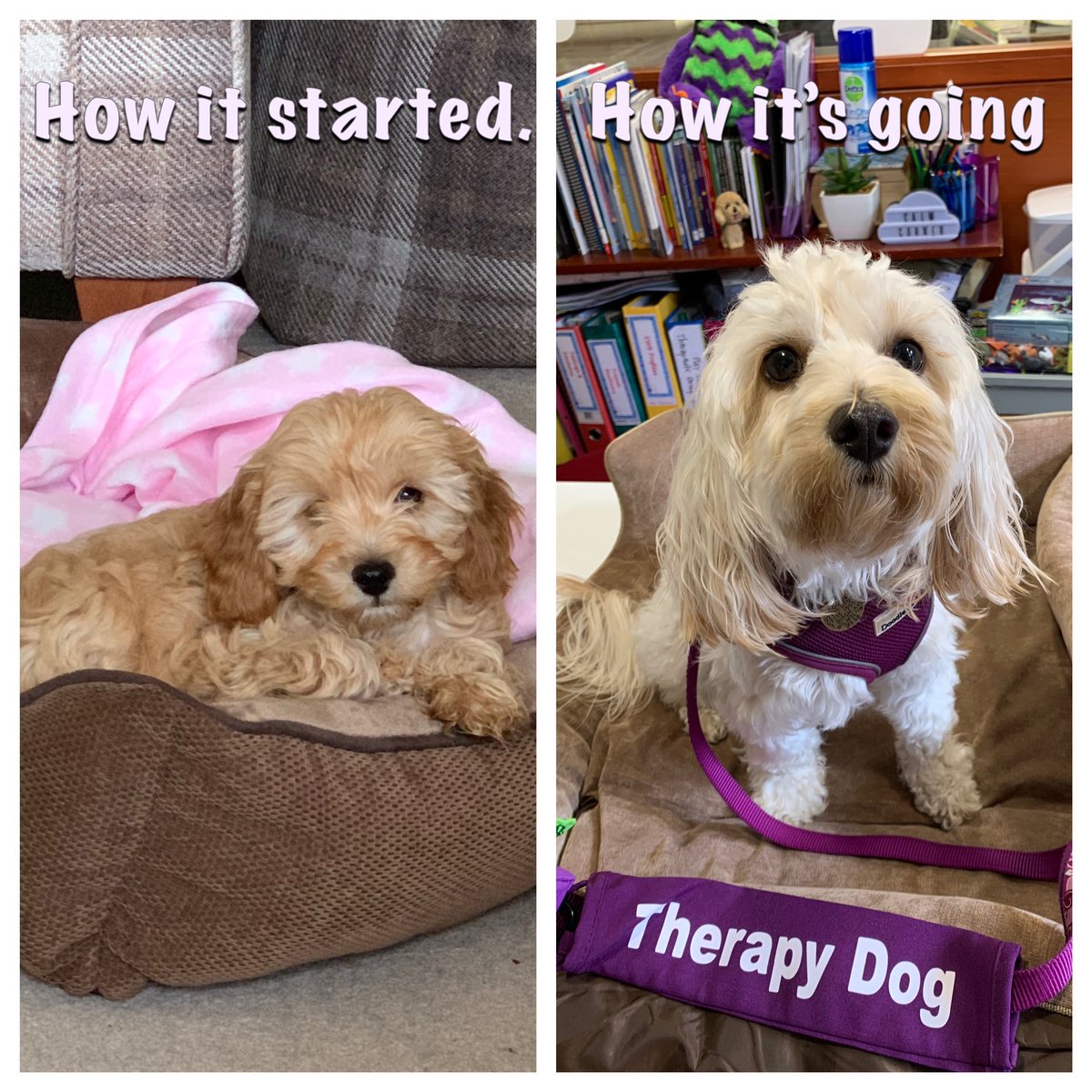 SparklyShaz's tweet photo. @MrCeeY6 I know exactly how you feel! 💕 Enjoy the most amazing adventure to come. 🐶🐾 https://t.co/2zdcdahgpV