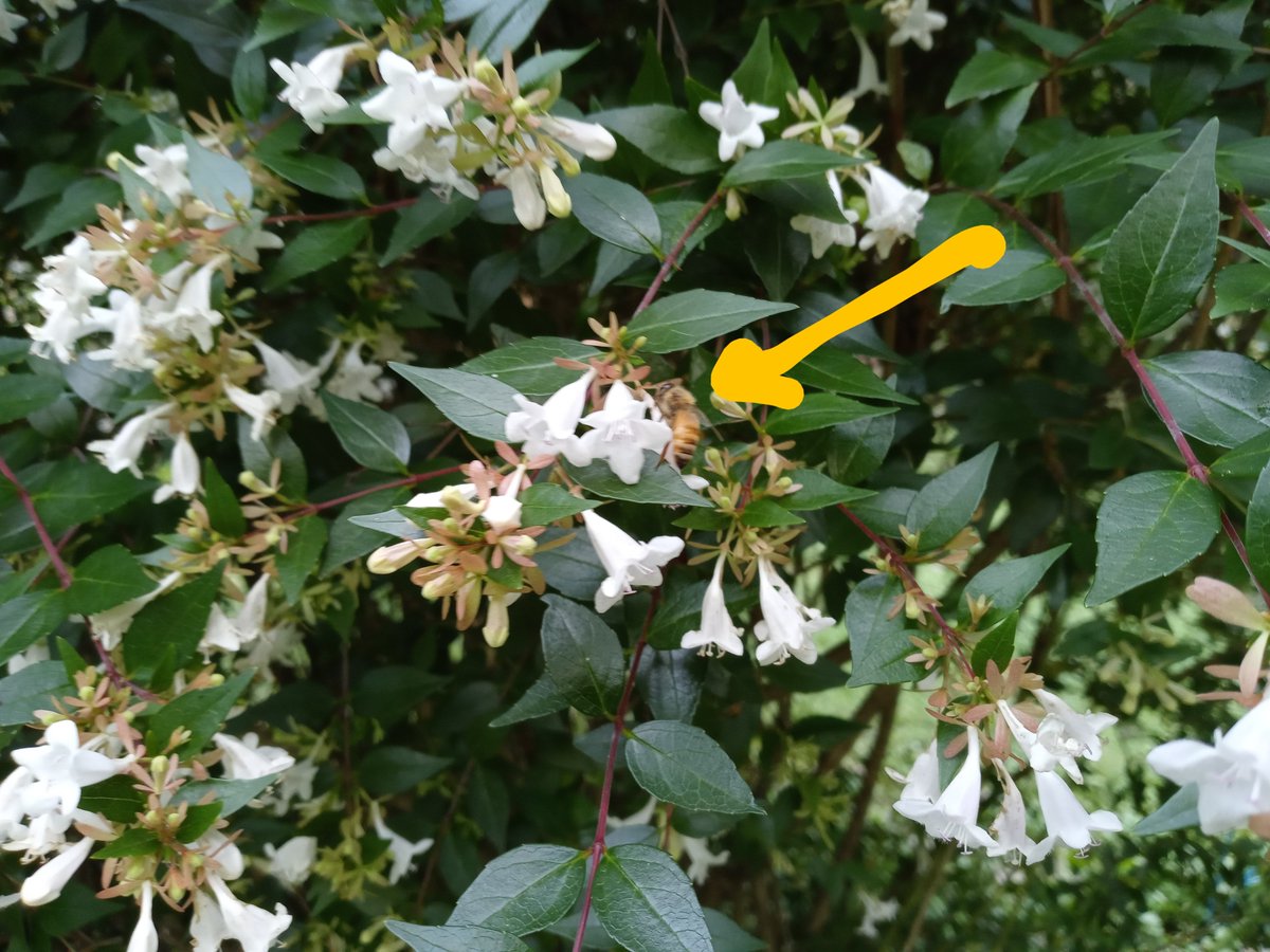 Naked_Determina's tweet photo. At my yard, the 5-star buffet for #bees is up.
Bees #EatForFree till early Fall. https://t.co/UdCsCKvNQw