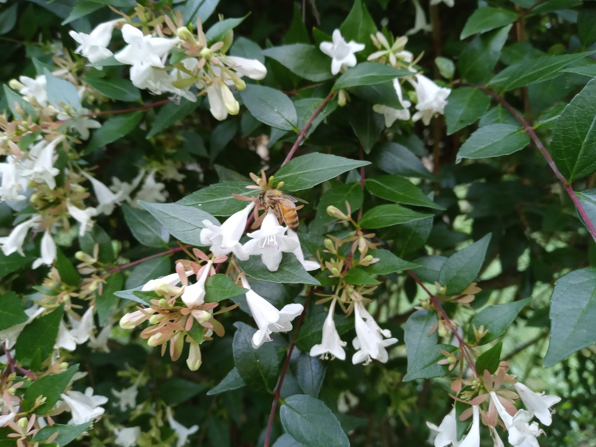 Naked_Determina's tweet photo. At my yard, the 5-star buffet for #bees is up.
Bees #EatForFree till early Fall. https://t.co/UdCsCKvNQw