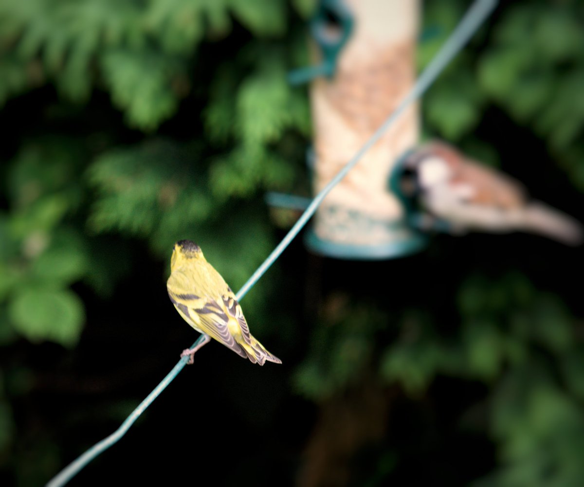 YorksLad5's tweet photo. A 1st for us this week. Brief appearance from a Siskin on our @CJWildlife feeder in our Holmfirth Garden. Luckily had my camera to hand trying to capture a passing Greenfinch. #BirdsSeenIn2022 #birdphotography #birdwatching #birds #TwitterNatureCommunity #NaturePhotography https://t.co/iRQyFcdWay