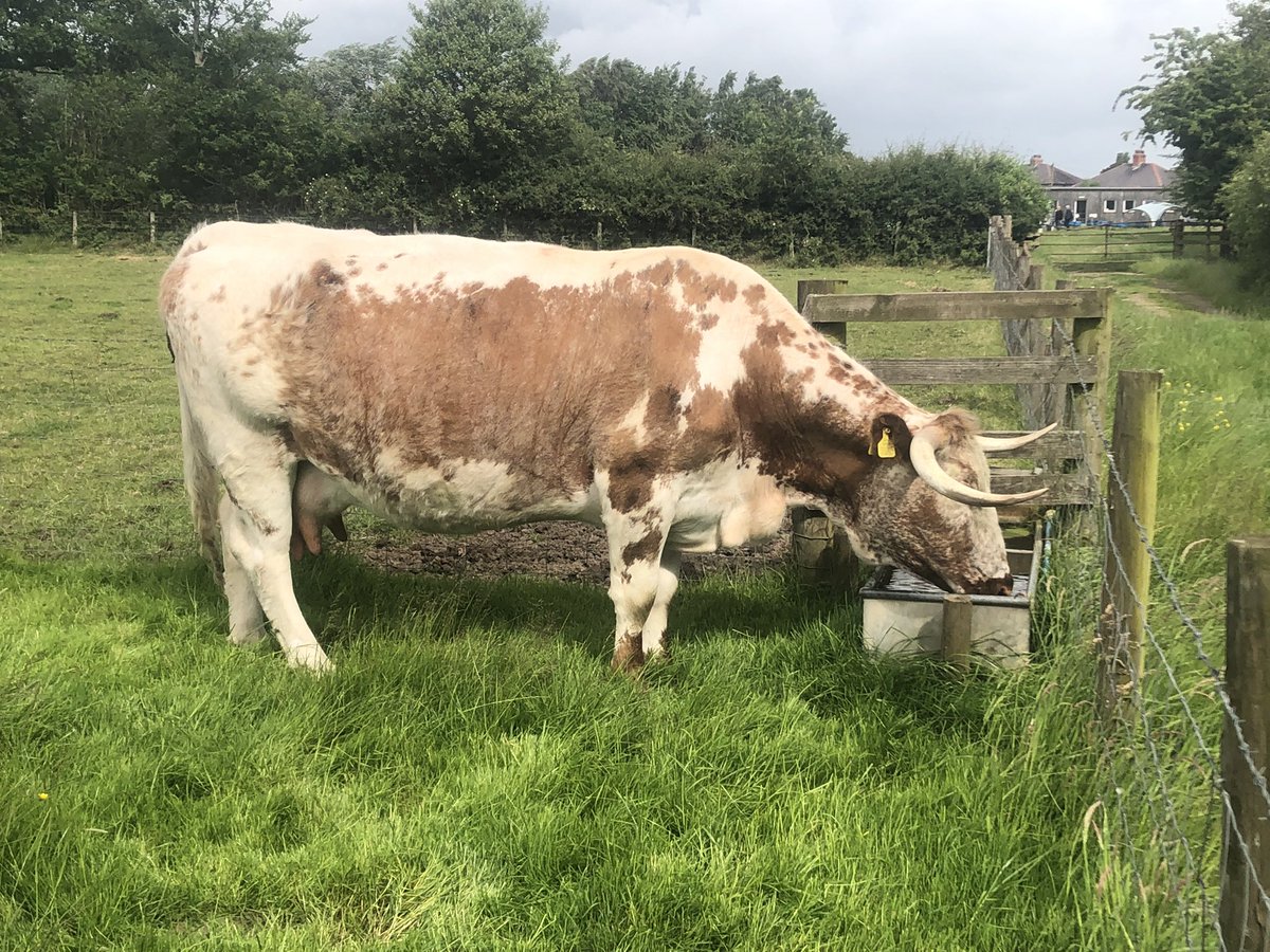 Susan's Farm tweet media