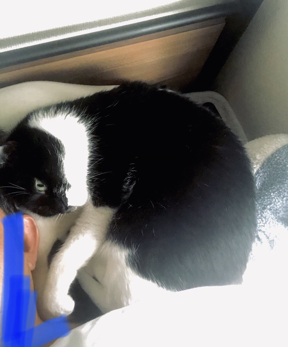 最近、枕がお好きな様です。😊😸v笑

#おむすびkun
#枕
#飼い猫